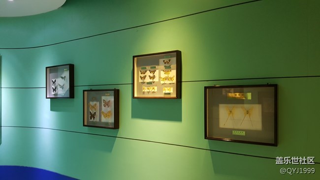 分享一下上海昆蟲博物館參觀心得 分享一下上海昆蟲博物館參觀心得