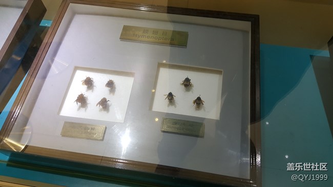 分享一下上海昆蟲博物館參觀心得 分享一下上海昆蟲博物館參觀心得