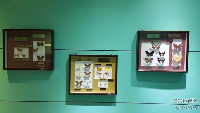 分享一下上海昆蟲博物館參觀心得 分享一下上海昆蟲博物館參觀心得