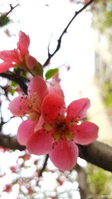 再來點花朵特寫