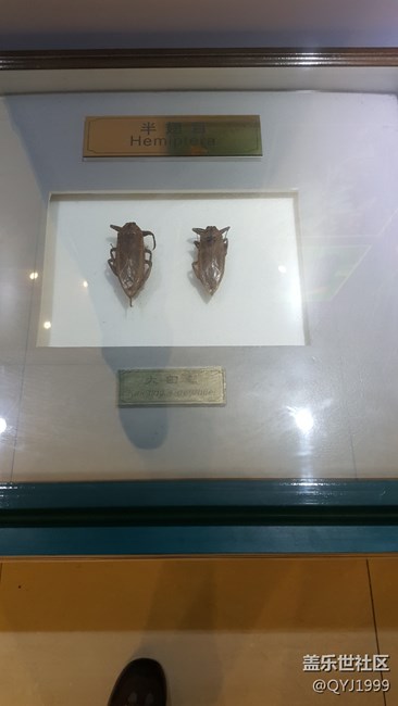 分享一下上海昆蟲博物館參觀心得 分享一下上海昆蟲博物館參觀心得