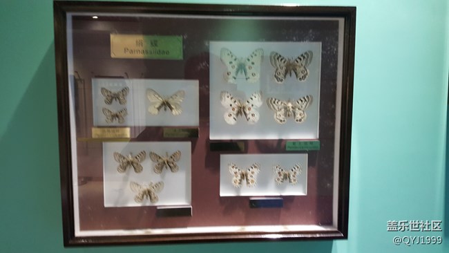 分享一下上海昆蟲博物館參觀心得 分享一下上海昆蟲博物館參觀心得