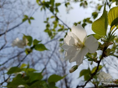今天休息在公園散步隨手拍點照片