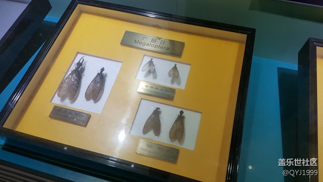 分享一下上海昆蟲博物館參觀心得 分享一下上海昆蟲博物館參觀心得