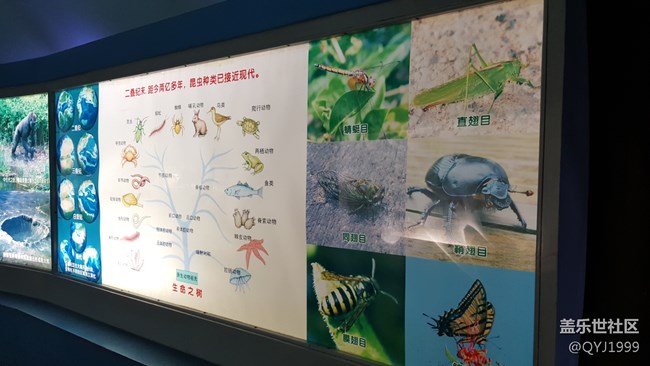 分享一下上海昆蟲博物館參觀心得 分享一下上海昆蟲博物館參觀心得