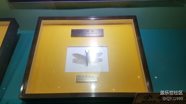 分享一下上海昆蟲博物館參觀心得 分享一下上海昆蟲博物館參觀心得