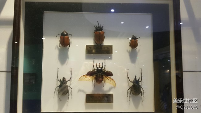分享一下上海昆蟲博物館參觀心得 分享一下上海昆蟲博物館參觀心得