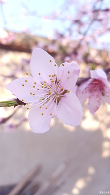 隨手拍自家的桃花，給個評價怎么樣。
