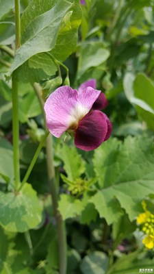 大家熟悉這花嗎？