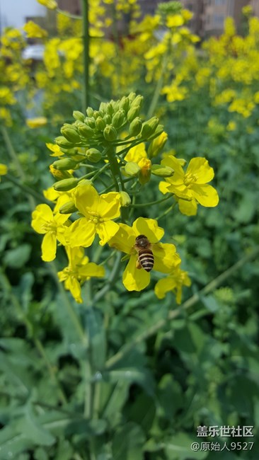 踏春，未能免俗