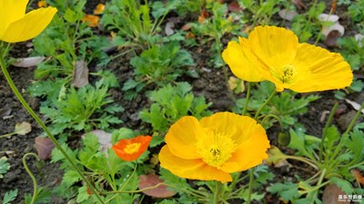 春天來啦！校園小花隨拍