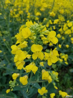 花開的季節(jié)--油菜花（發(fā)出來給大家看看）