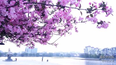 小區(qū)里的春天