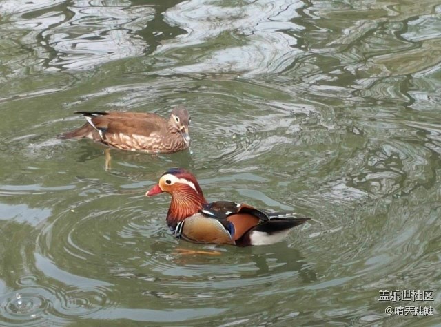 未名湖畔下的鴛鴦