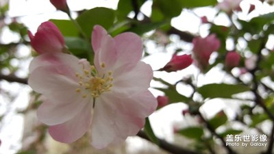 陰天了，來兩張