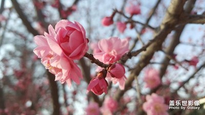 春天來(lái)了。美美的。桃花