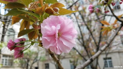 山櫻-櫻花下，一寸春心