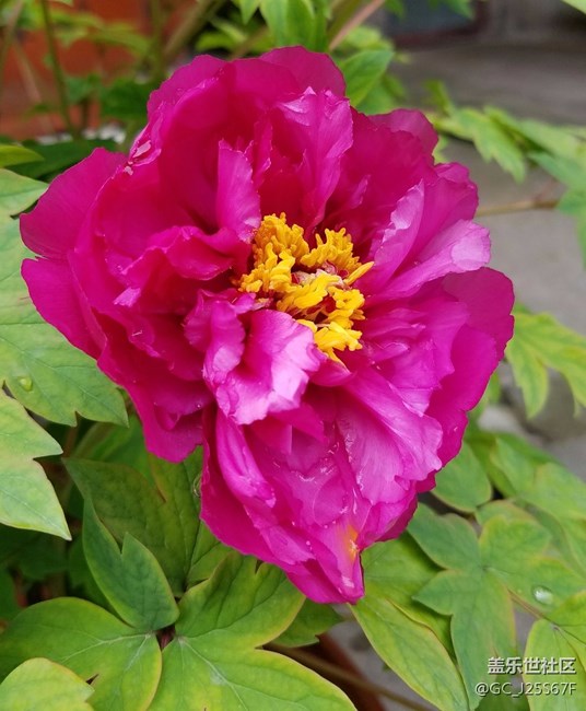 請(qǐng)問(wèn) 大神們都裝的什么電池管家