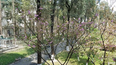 櫻花樹-夢幻的精靈