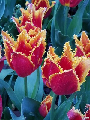 杭州太子灣公園