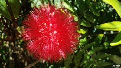 花花世界——朱纓花