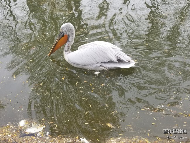 驚艷到極致便是永恒——Galaxy S8拍照體驗(yàn)【Olive】