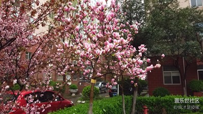 雨后的那些花那些葉