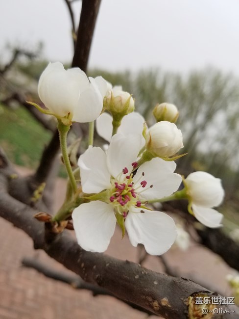 驚艷到極致便是永恒——Galaxy S8拍照體驗(yàn)【Olive】