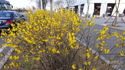 塞北春花開(kāi)