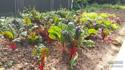 三星galaxy c5隨手拍