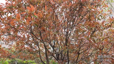 木蘭花要謝了！葉子長出來了！