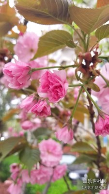 櫻花——白色和紅色在同一株樹上