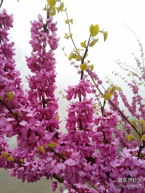 親愛(ài)的朋友們  早上好！