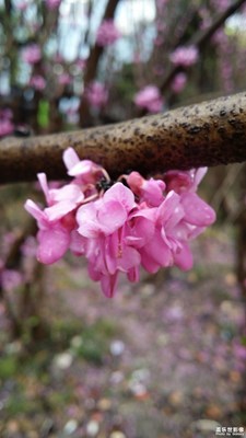紫荊花