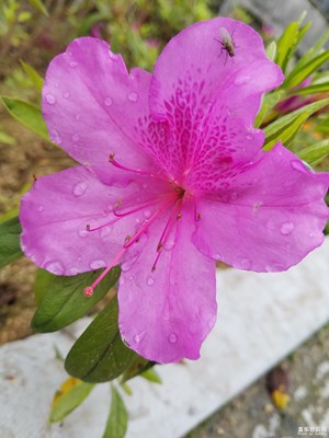 雨后的杜鵑花格外鮮艷