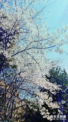 我眼中的世界+上海萬科四季花城+春去春又回