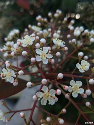 前幾天的花蕾綻放了