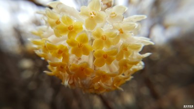 代替晚來的春色