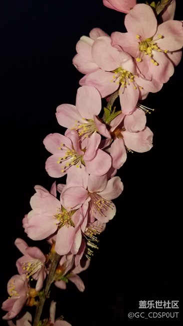 大家看這照片怎么樣，沒有后期制作，因?yàn)槲也粫?huì)。。