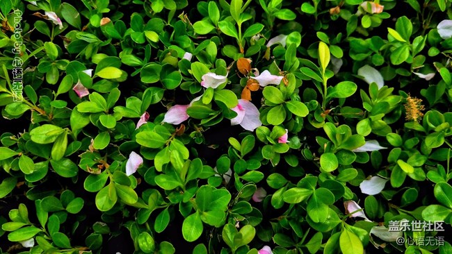 清明時(shí)節(jié)，去大明湖畔邂逅夏雨荷