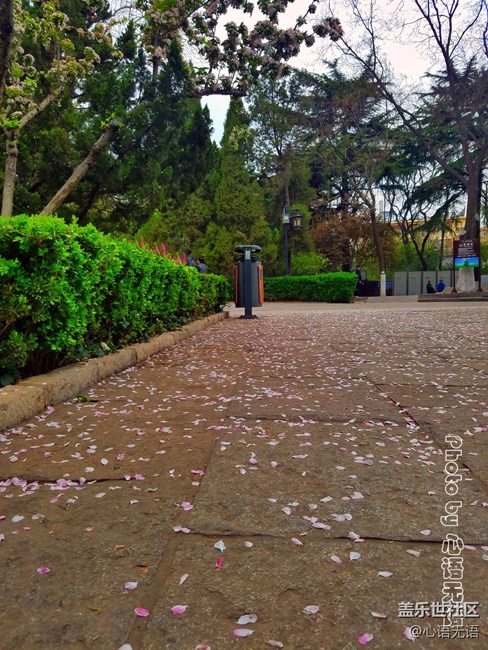 清明時(shí)節(jié)，去大明湖畔邂逅夏雨荷