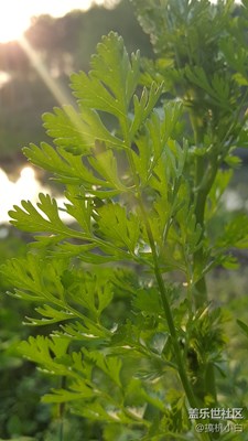 牛5可以再戰(zhàn)一年