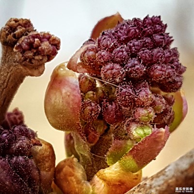 我眼中的世界+哈爾濱+花蕊玲瓏