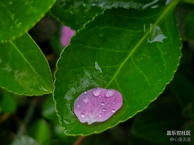 清明時(shí)節(jié)，去大明湖畔邂逅夏雨荷