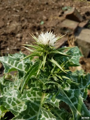 【奶薊】更新10 奶薊開(kāi)花了，2個(gè)品種