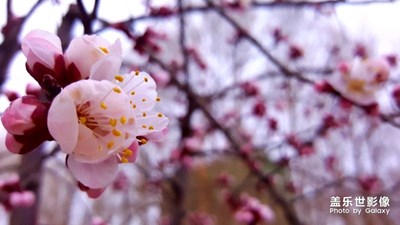 遲來(lái)的春天