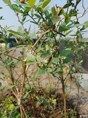 藍(lán)莓