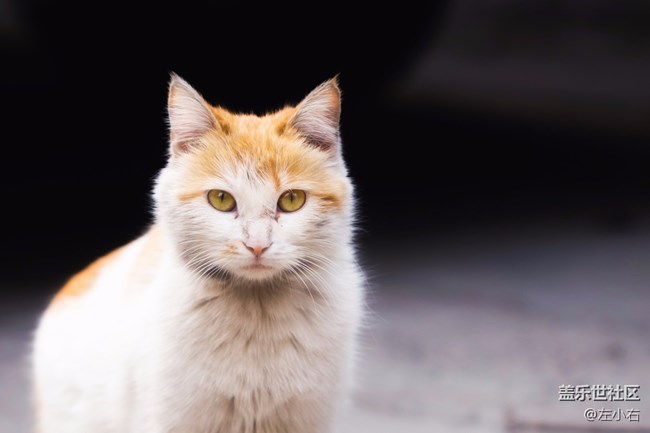 左小右的泉城行記