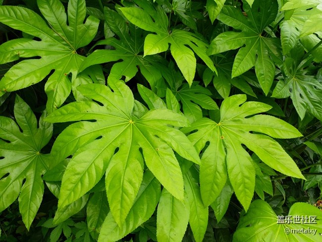 【樂享C5 Pro】不可不信緣,三星蓋樂世C5 PRO(一) 【樂享C5 Pro】不可不信緣,三星蓋樂世C5 PRO(一)