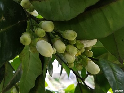 柑橘花開(kāi)二組